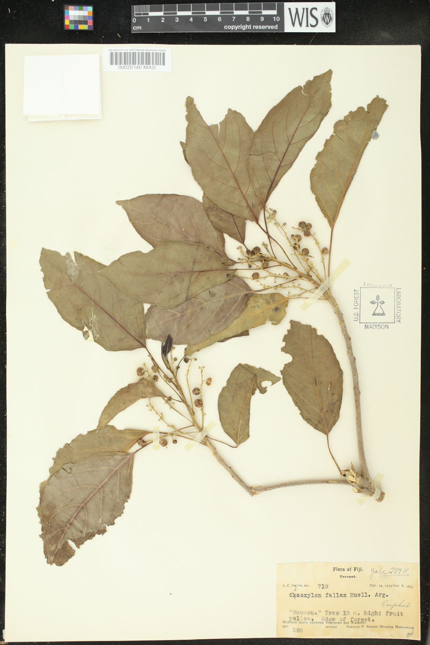 Claoxylon fallax image