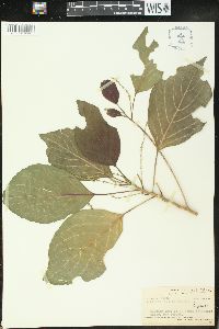 Claoxylon fallax image