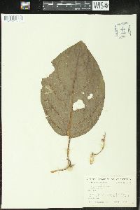 Claoxylon indicum image