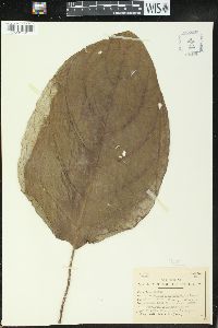 Claoxylon indicum image