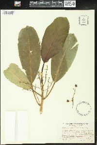 Claoxylon sandwicense image