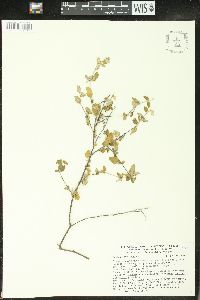 Croton betulinus image