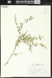 Croton betulinus image
