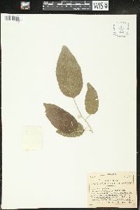 Croton corylifolius image