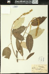 Croton floridanus image