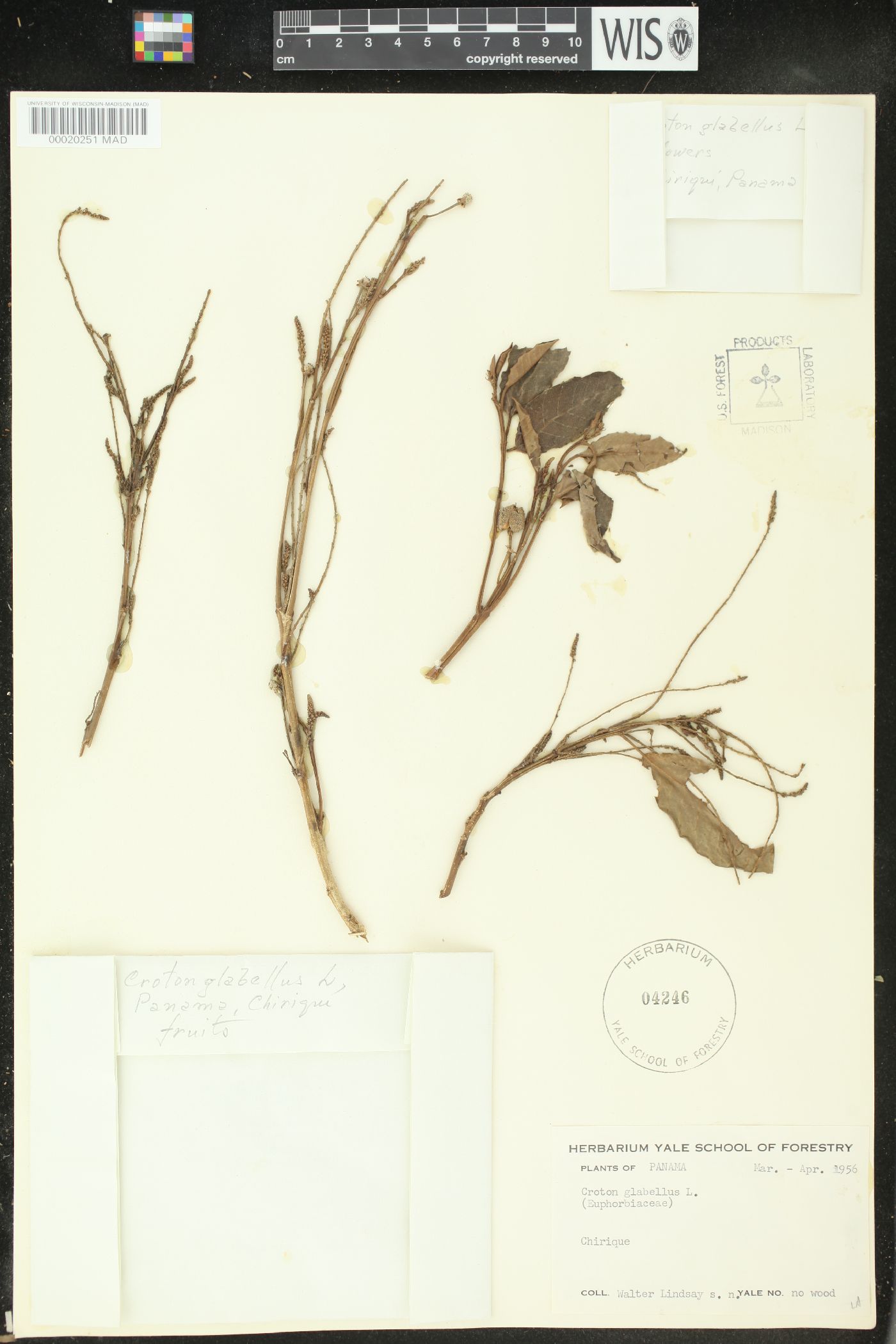 Croton glabellus image