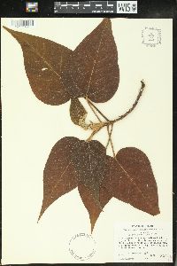 Croton gracilipes image