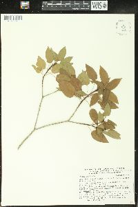 Croton humilis image