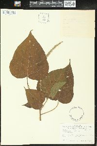 Croton palanostigma image