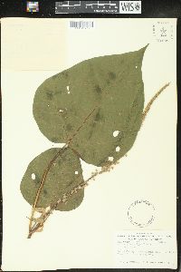 Croton palanostigma image