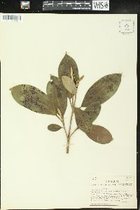 Croton poecilanthus image