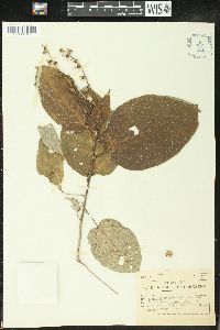 Croton pyramidalis image