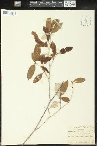 Croton pseudopulchellus image