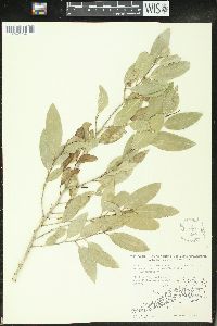 Drypetes diversifolia image