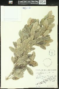 Drypetes diversifolia image