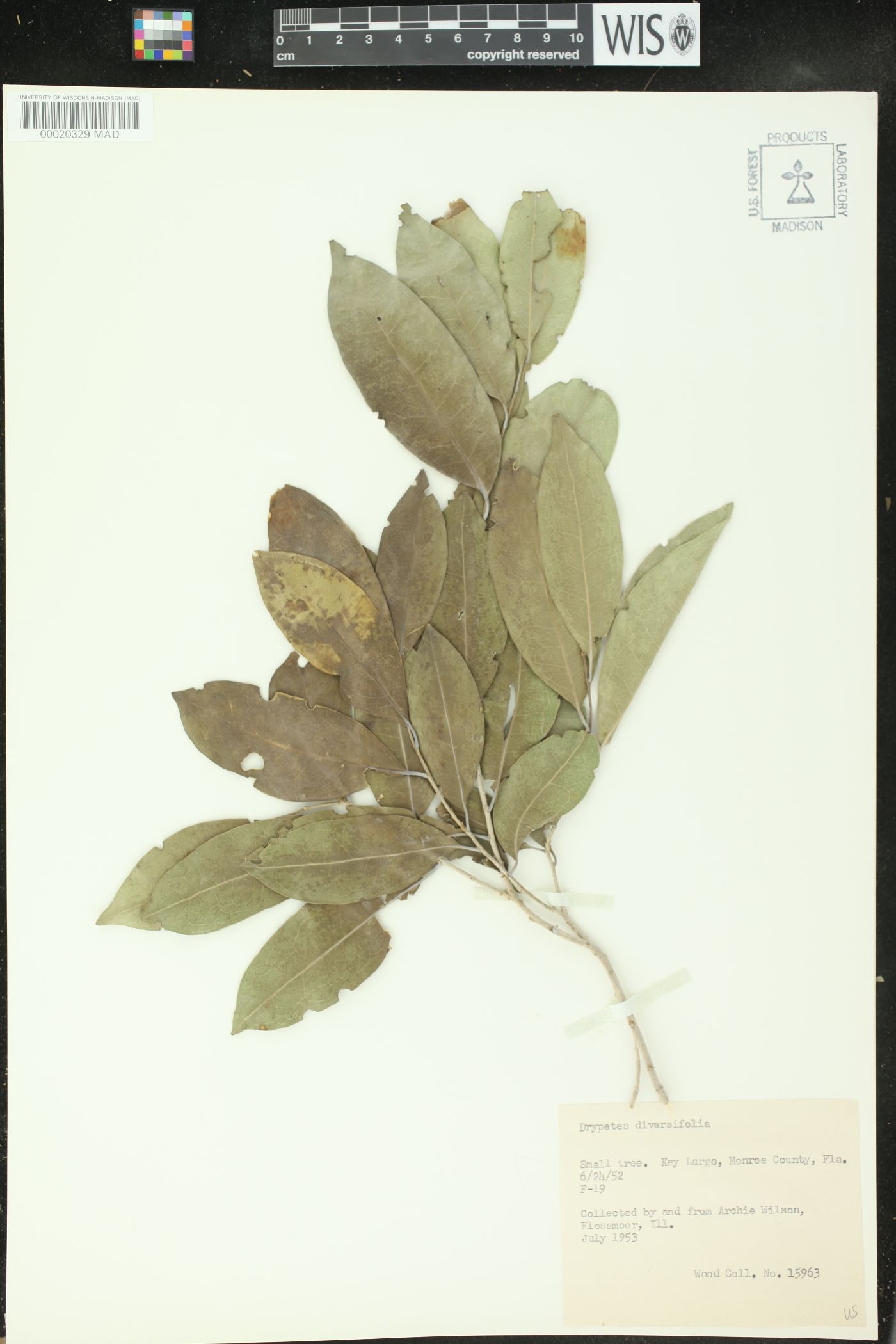 Drypetes diversifolia image