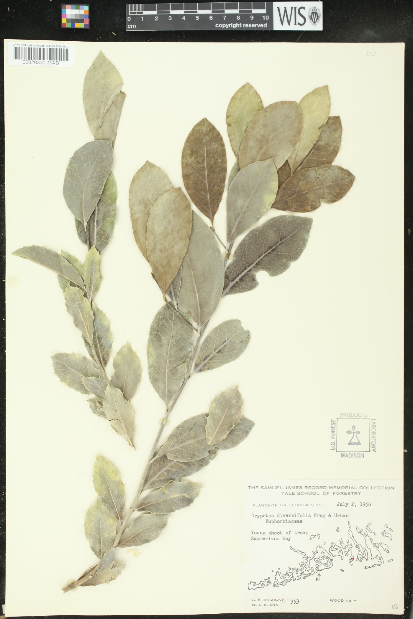 Drypetes diversifolia image