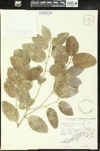 Drypetes diversifolia image