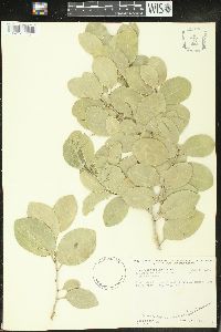 Drypetes diversifolia image