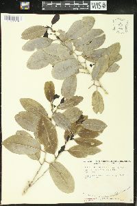 Drypetes diversifolia image