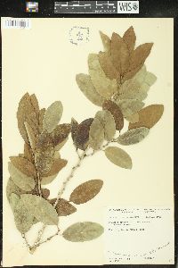 Drypetes diversifolia image