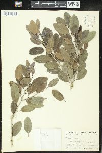 Drypetes diversifolia image