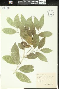 Drypetes lateriflora image