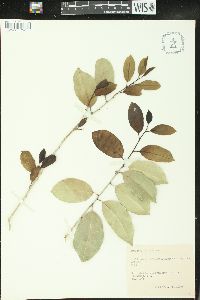 Drypetes lateriflora image