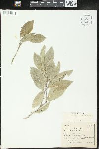 Drypetes lateriflora image