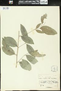 Drypetes lateriflora image