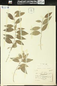 Drypetes lateriflora image