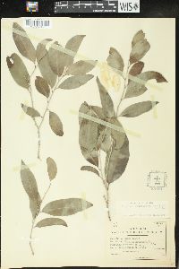 Drypetes lateriflora image