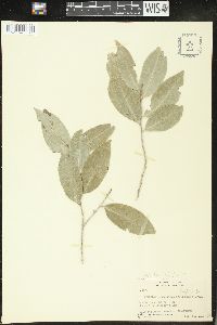 Drypetes lateriflora image