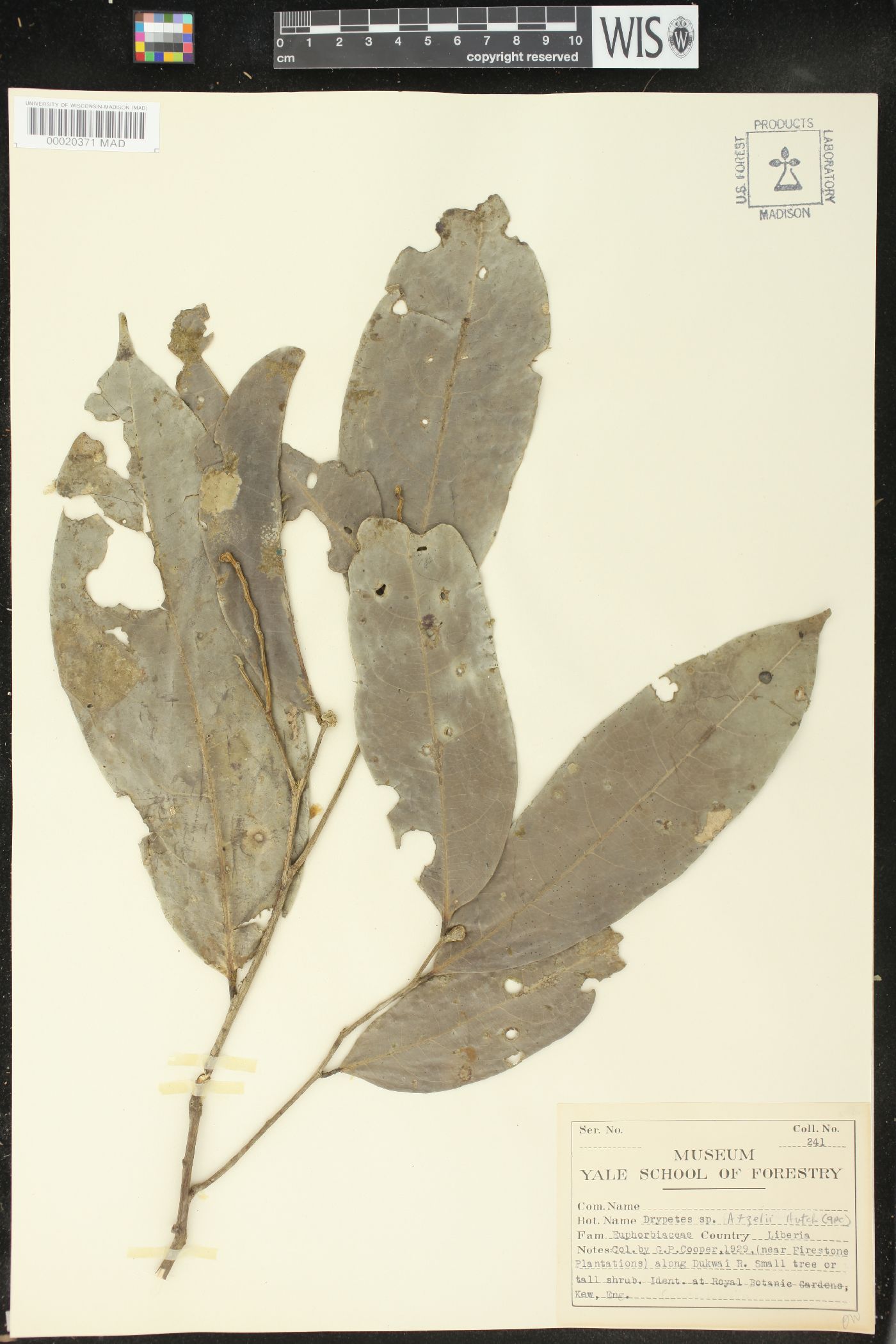 Drypetes afzelii image