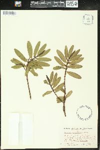 Image of Euphorbia celastroides