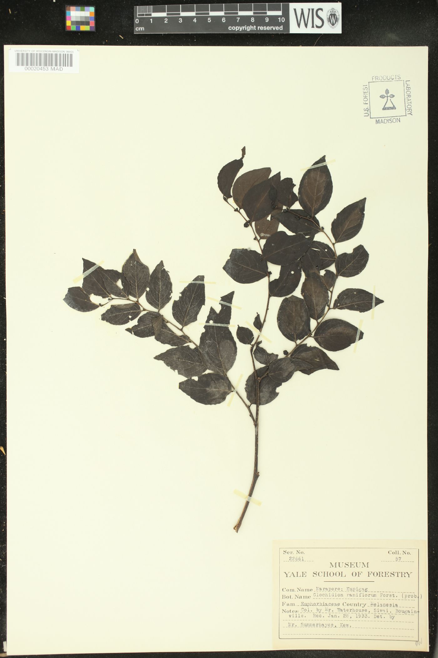 Glochidion ramiflorum image