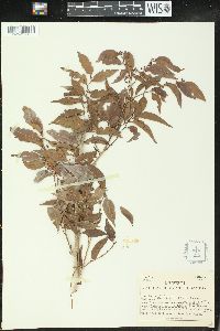 Glochidion ramiflorum image