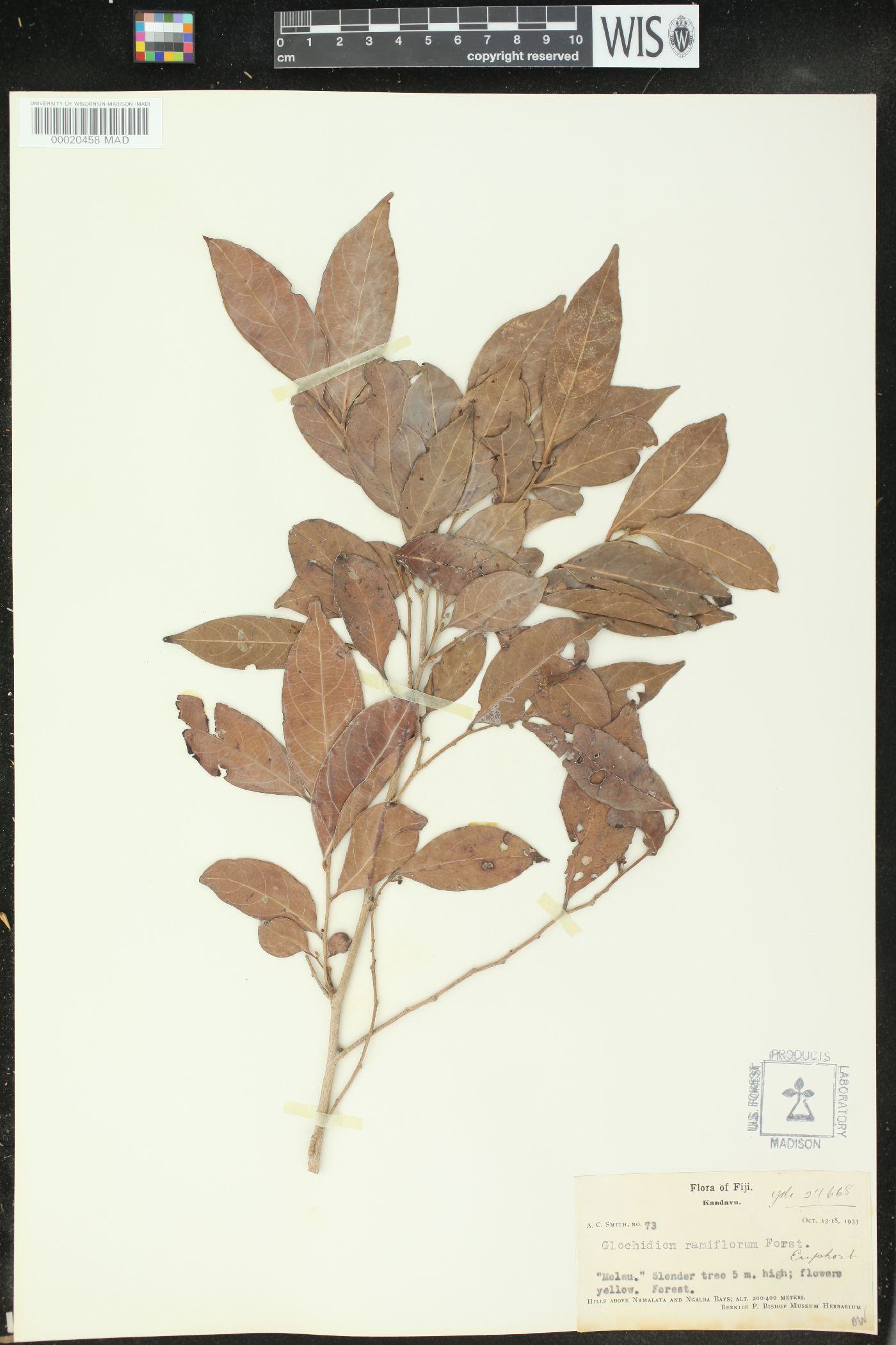 Glochidion ramiflorum image