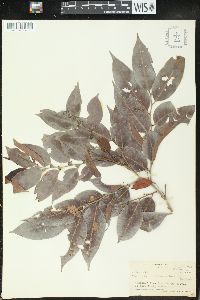 Glochidion ramiflorum image