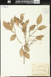 Glochidion ramiflorum image