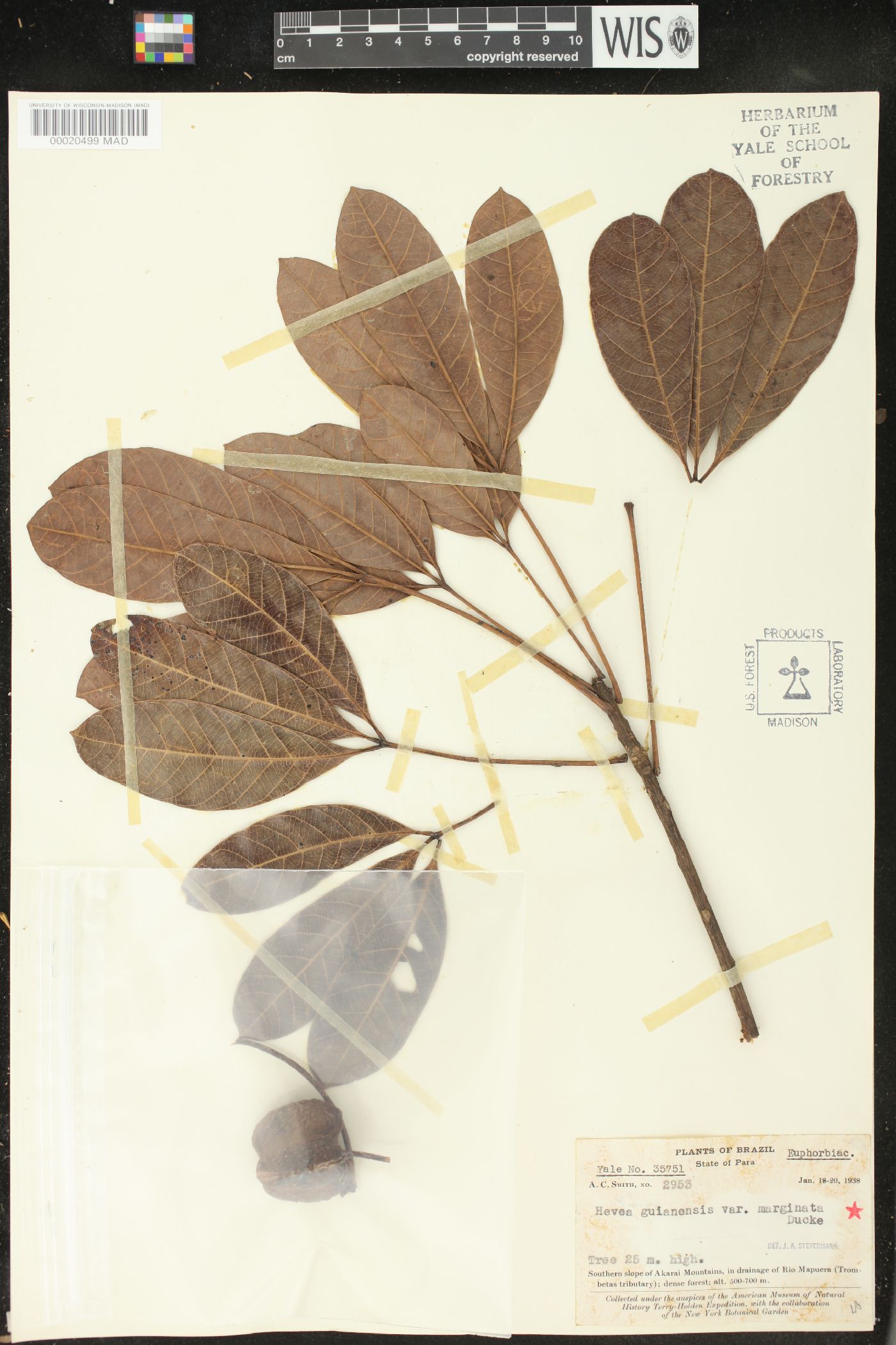 Hevea guianensis var. marginata image