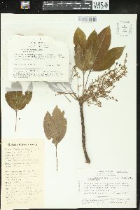 Hevea pauciflora image