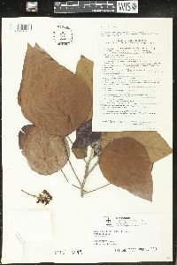 Macaranga bicolor image