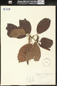 Image Associated With the Occurence