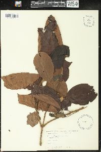 Image Associated With the Occurence