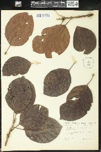 Image Associated With the Occurence
