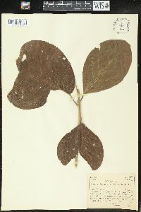 Image Associated With the Occurence