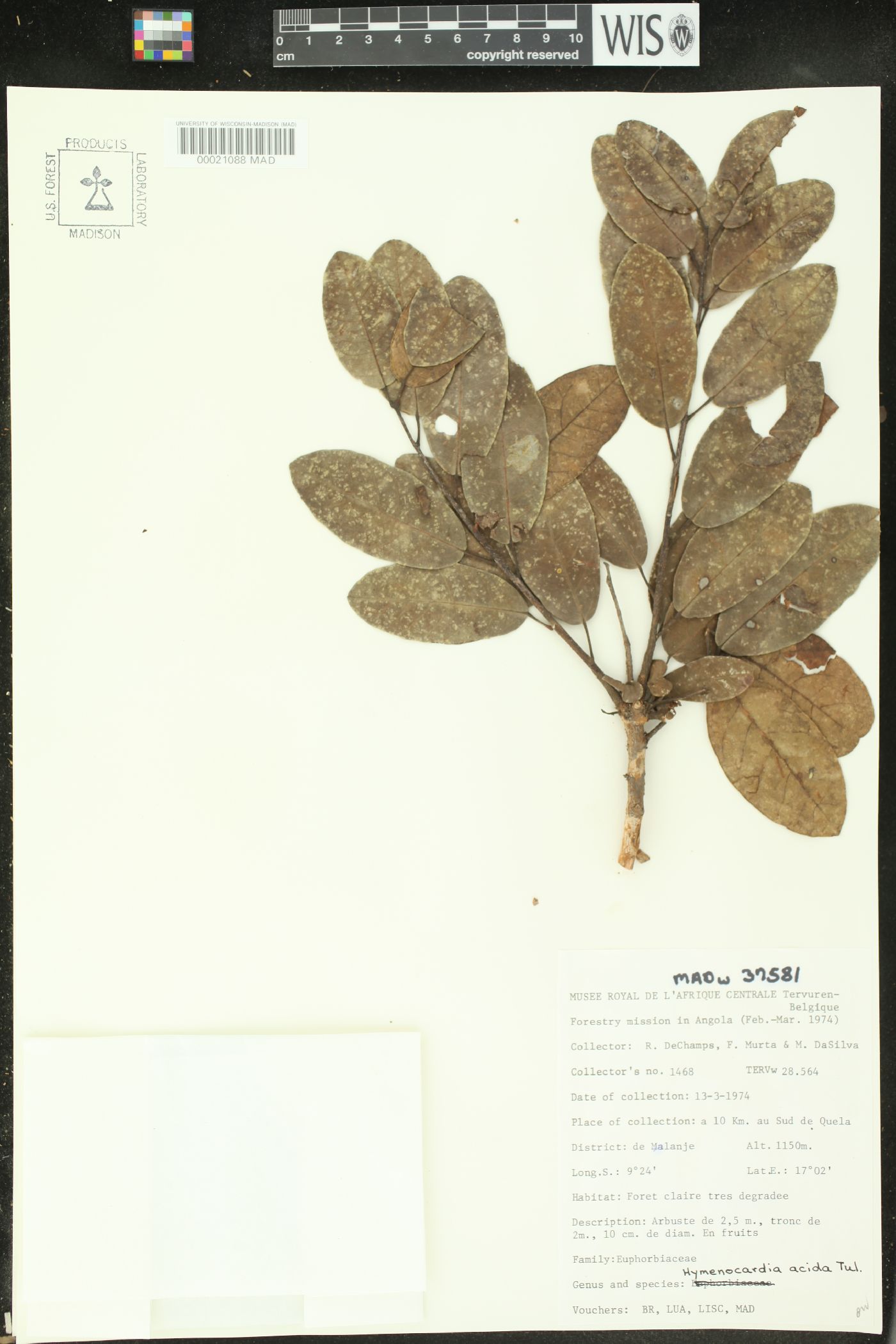 Hymenocardia acida image