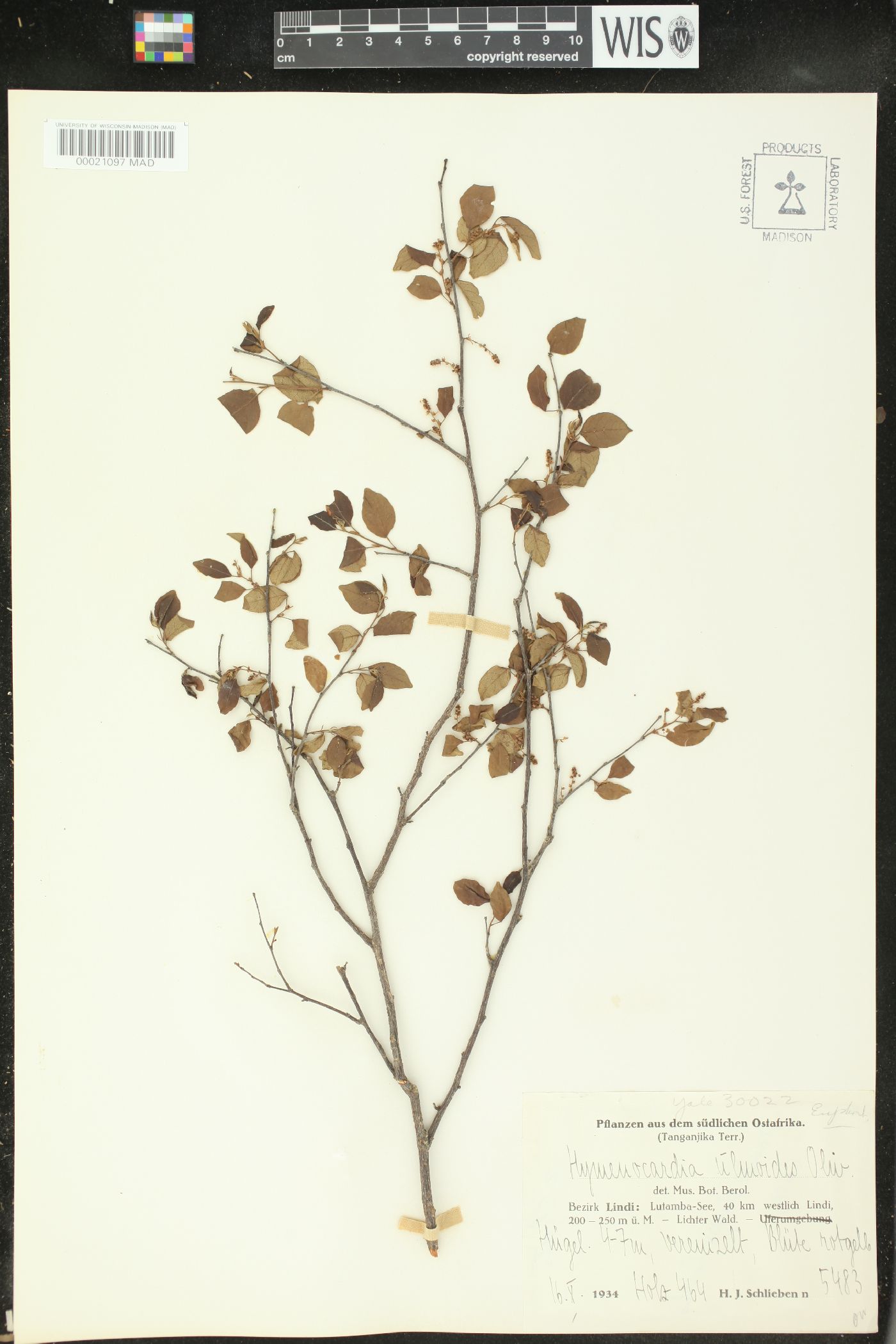 Hymenocardia ulmoides image