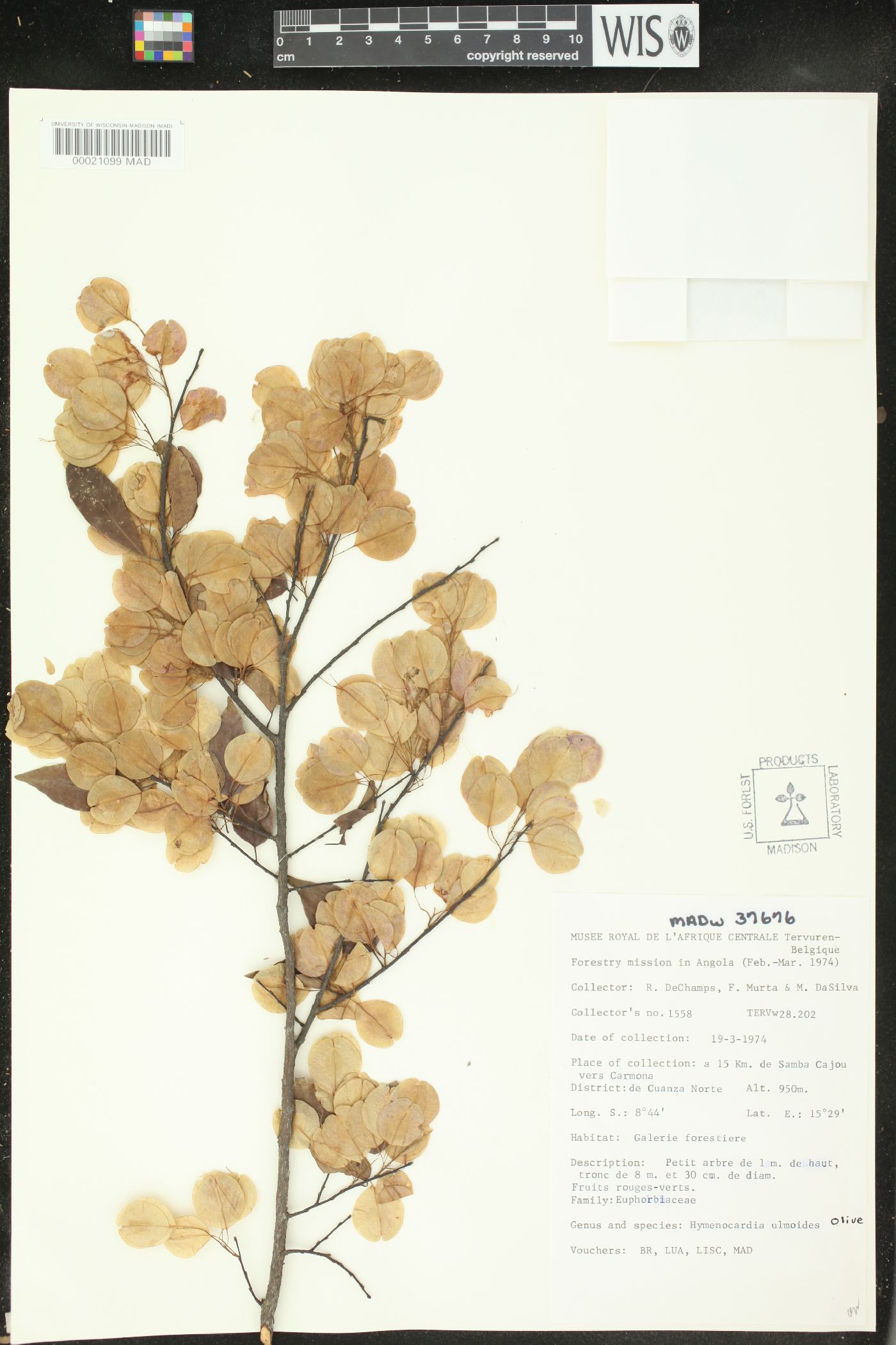 Hymenocardia image